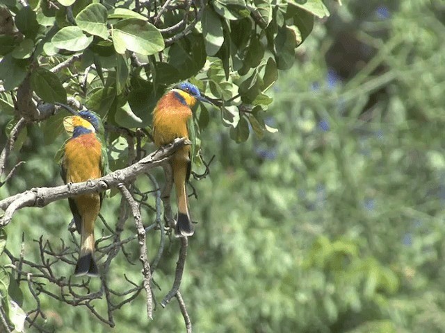 Ethiopian Bee-eater - ML201585371