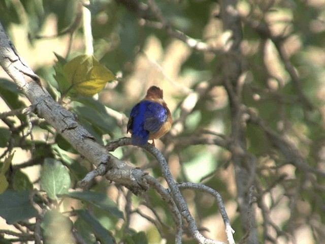 African Pygmy Kingfisher - ML201585381