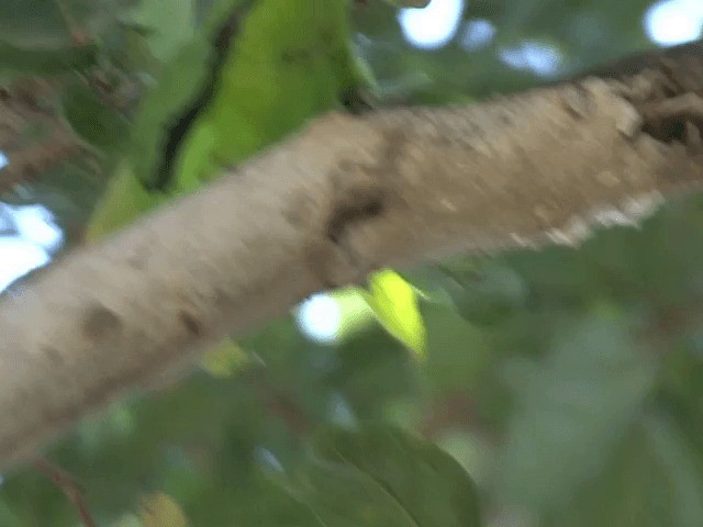 Black-winged Lovebird - ML201585391