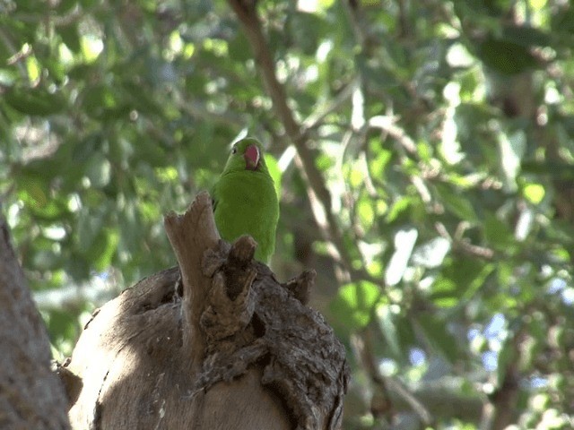 Black-winged Lovebird - ML201585401