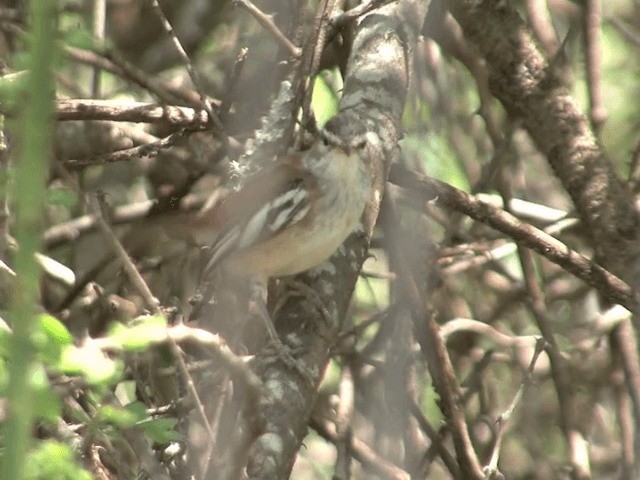 Red-backed Scrub-Robin (White-winged) - ML201585561