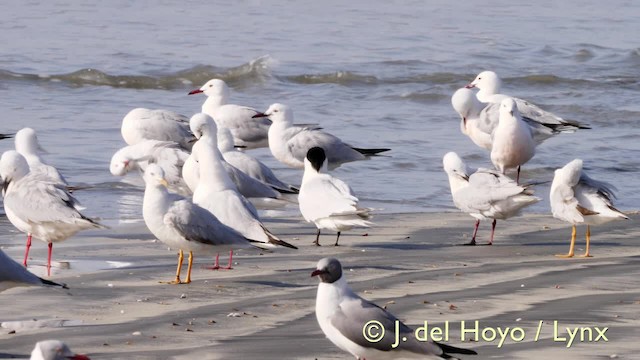 West African Crested Tern - ML201585591