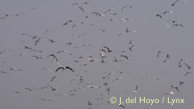 West African Crested Tern - ML201585601