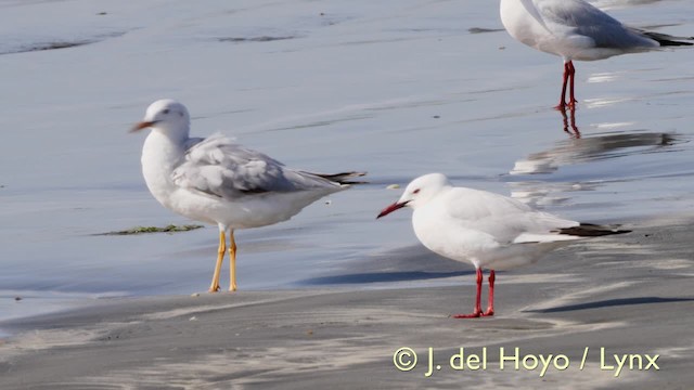 Slender-billed Gull - ML201585611