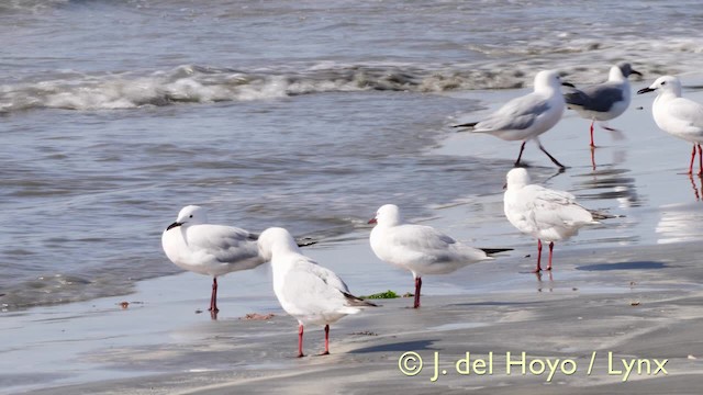 Slender-billed Gull - ML201585621