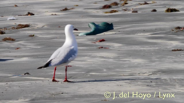 ハシボソカモメ - ML201585631