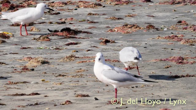 Slender-billed Gull - ML201585641