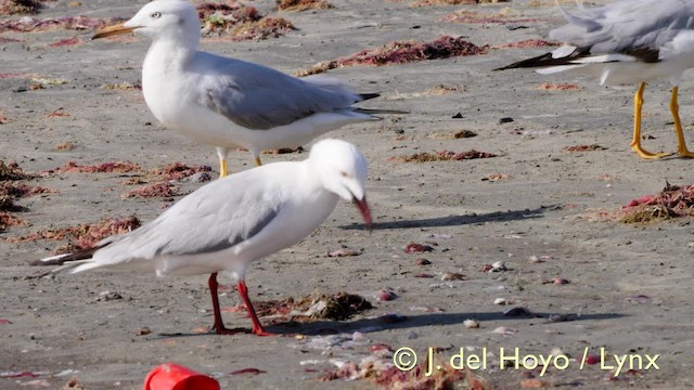 Slender-billed Gull - ML201585651