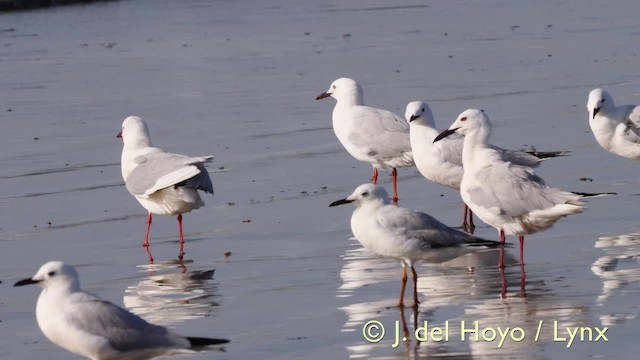 Slender-billed Gull - ML201585661