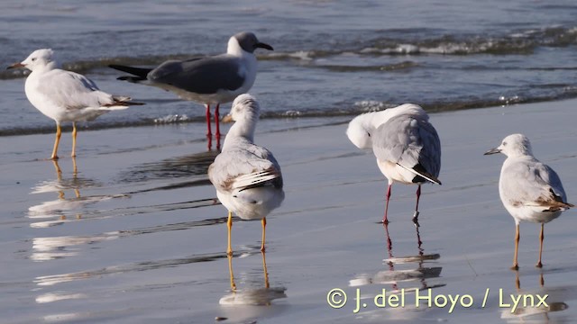 Slender-billed Gull - ML201585671