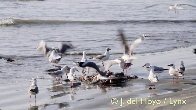 Slender-billed Gull - ML201585681