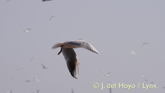 Slender-billed Gull - ML201585691