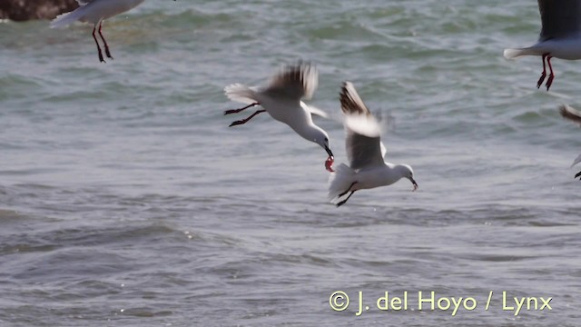 Slender-billed Gull - ML201585701