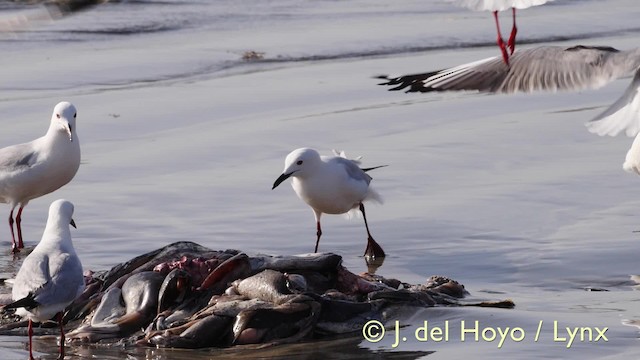 Slender-billed Gull - ML201585711