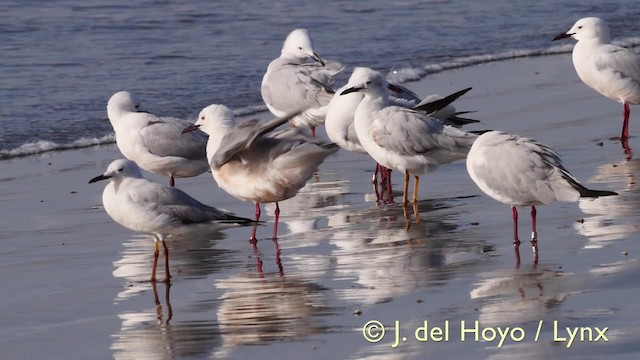 Slender-billed Gull - ML201585721