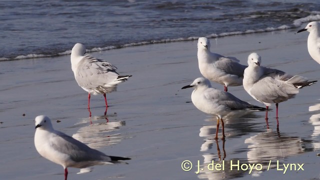 Slender-billed Gull - ML201585731