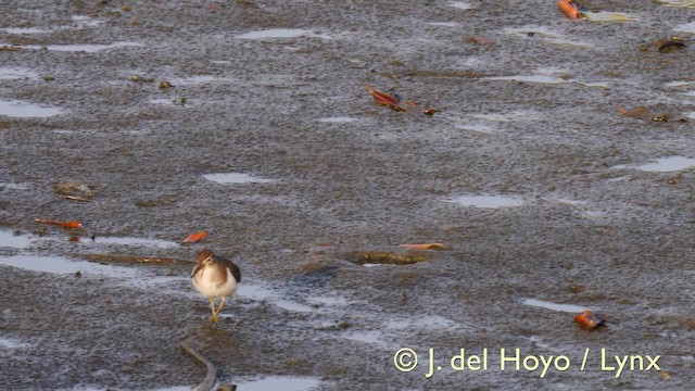 strandsnipe - ML201585741