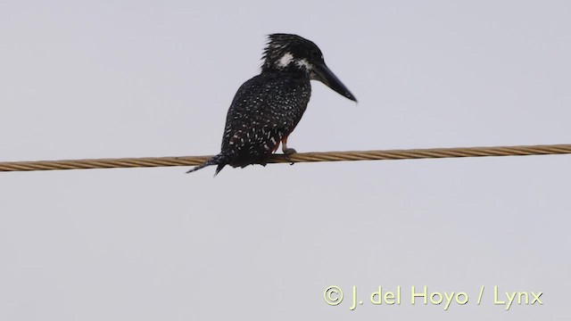 Martin-pêcheur géant - ML201585751