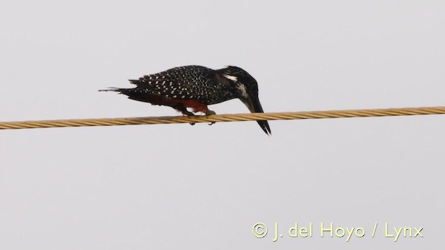 Martin-pêcheur géant - ML201585761