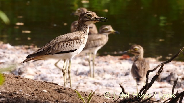 Senegal Thick-knee - ML201585861