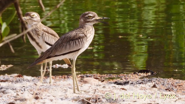 Senegal Thick-knee - ML201585891