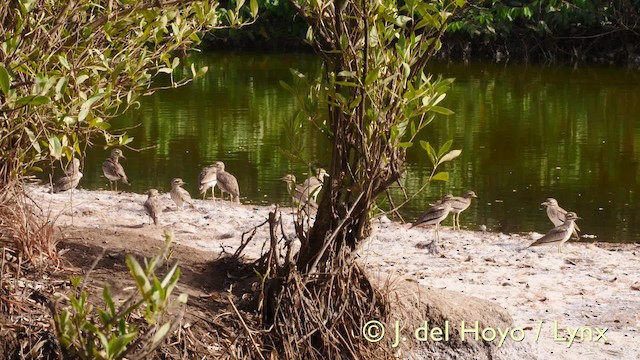 Senegal Thick-knee - ML201585901