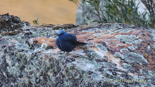 Blue Rock-Thrush (solitarius/longirostris) - ML201585921