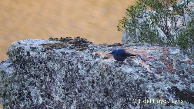 Blue Rock-Thrush (solitarius/longirostris) - ML201585931