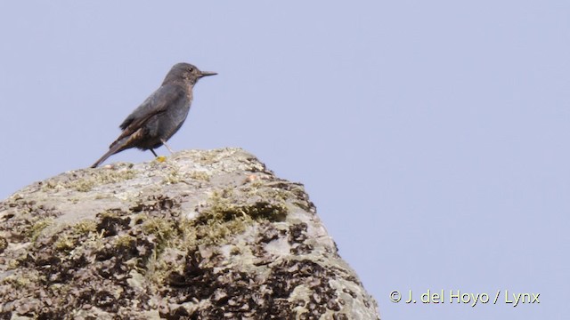 Blue Rock-Thrush (solitarius/longirostris) - ML201585941