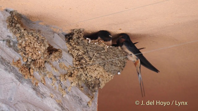 Barn Swallow (White-bellied) - ML201585971