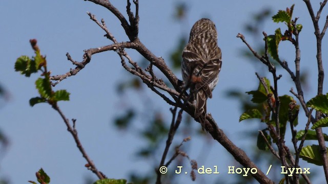 Redpoll (exilipes) - ML201586031