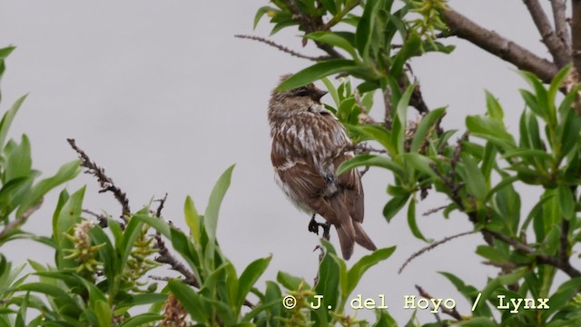Redpoll (exilipes) - ML201586041