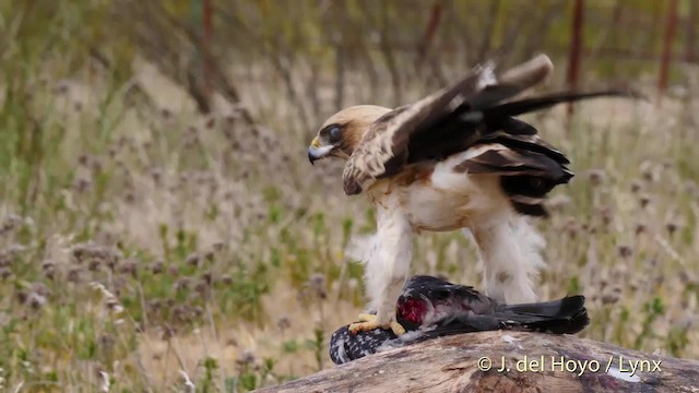 Booted Eagle - ML201586051