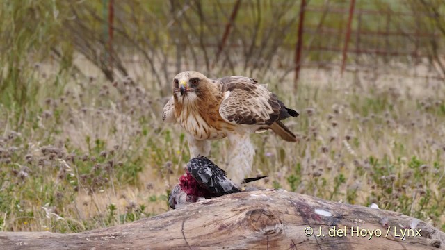 Booted Eagle - ML201586061