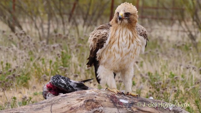 Booted Eagle - ML201586071