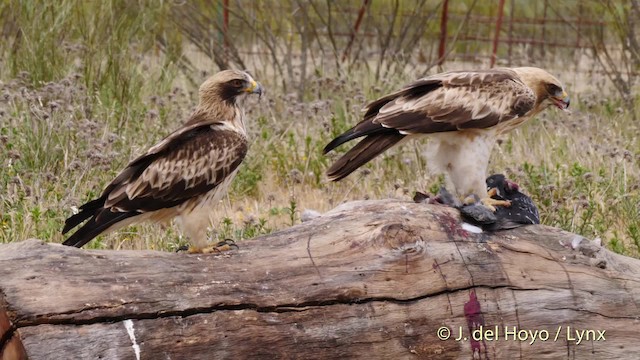 Booted Eagle - ML201586081