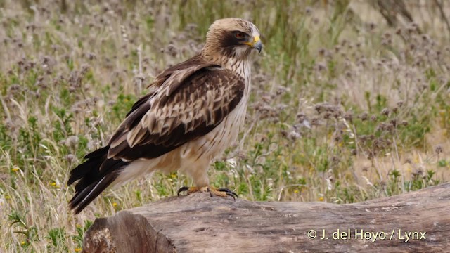 Booted Eagle - ML201586091