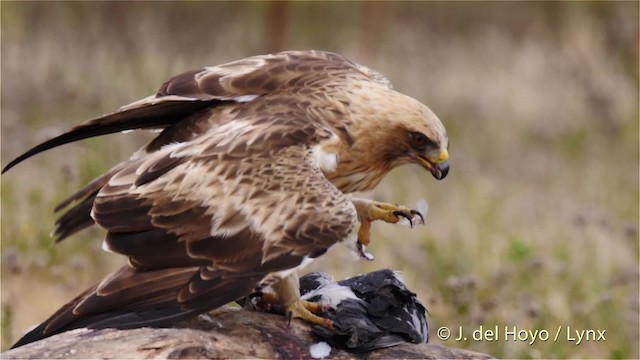 Booted Eagle - ML201586101