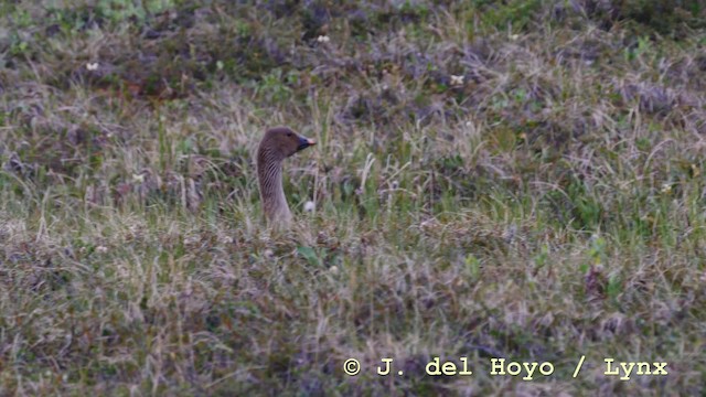 Tundra Bean-Goose - ML201586181