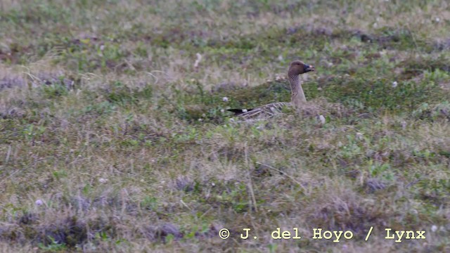 Oca granaiola della tundra - ML201586191