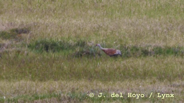 Sandhill Crane (canadensis) - ML201586231