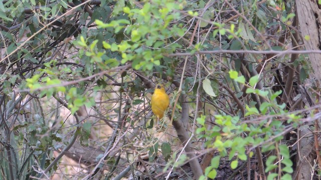 Holub's Golden-Weaver - ML201586241