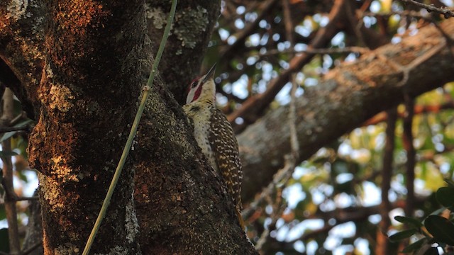 Bennett's Woodpecker (Light-spotted) - ML201586261