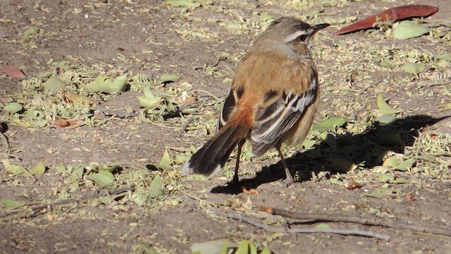 White-browed Scrub-Robin (Red-backed) - ML201586291