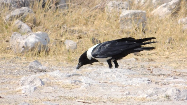 Pied Crow - ML201586311