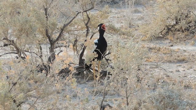 Namib Kara Toyu - ML201586321