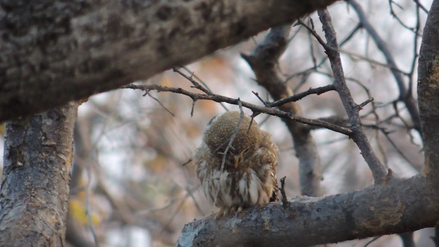 Pearl-spotted Owlet - ML201586341