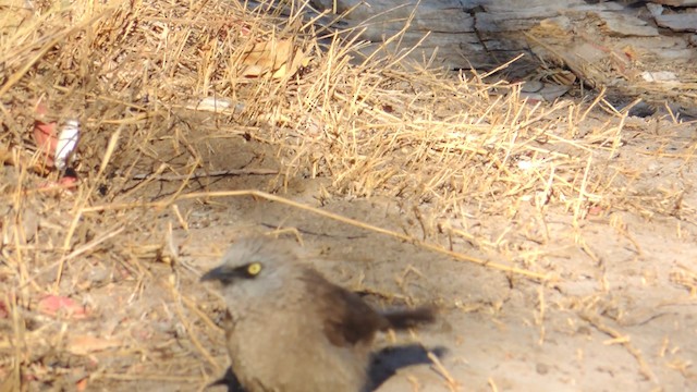 Black-faced Babbler - ML201586351