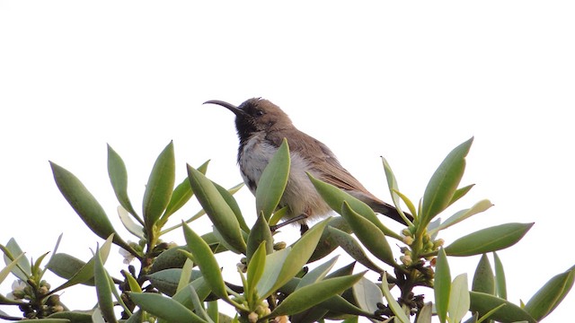 Dusky Sunbird - ML201586381