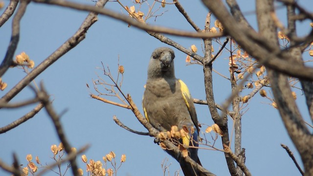 クロクモインコ - ML201586391